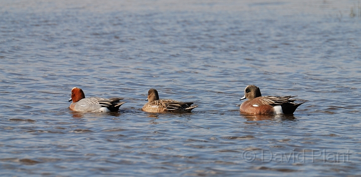 American wigeon male - D.jpg - American wigeon, female and male wigeon - Slimbridge